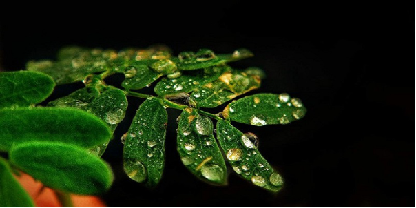 Ảnh Chụp Bằng Máy Ảnh Mirrorless Và Xu Hướng Nhiếp Ảnh